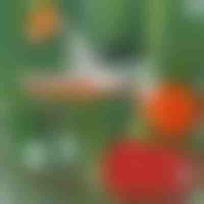 Clește profesional pentru legarea plantelor | PLANTBRAND