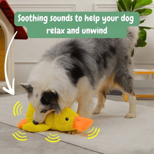 CALMQUA-3831127634352-EN-4__300126